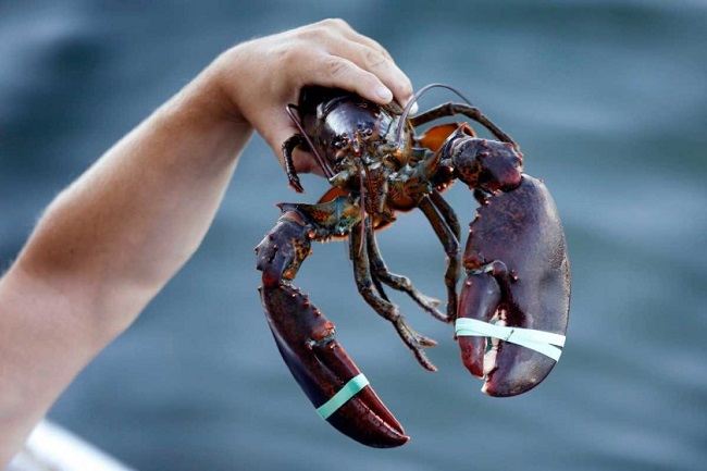 How Long Can Lobsters Live Out of Water