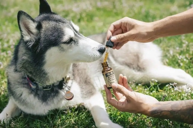 CBD Treats For Aging Dogs: Supporting Their Golden Years